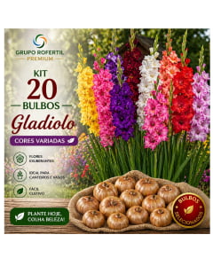 Kit 20 Bulbos de Gladiolo Cores Sortidas Flores Ornamentais Para Jardim Kit 20 Bulbos de Gladiolo Cores Sortidas Flores Ornamentais Para Jardim